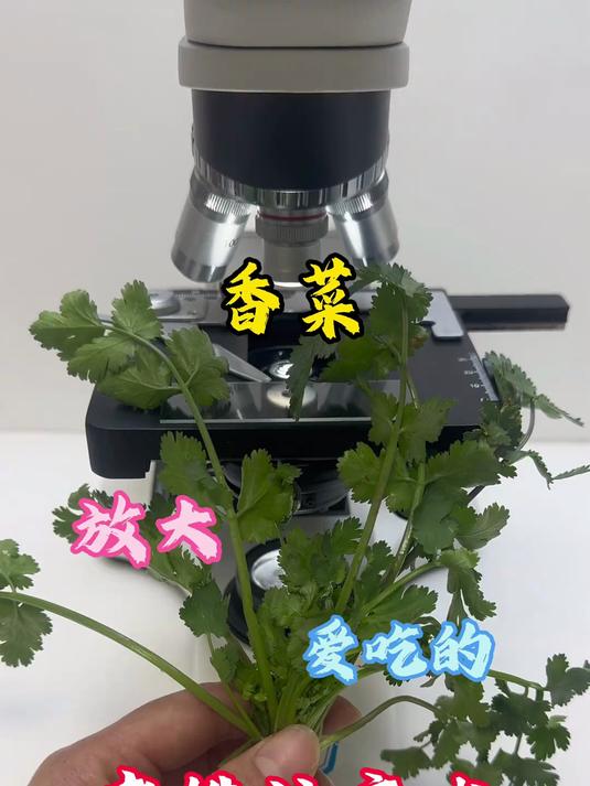 老铁们你们爱吃香菜吗?
