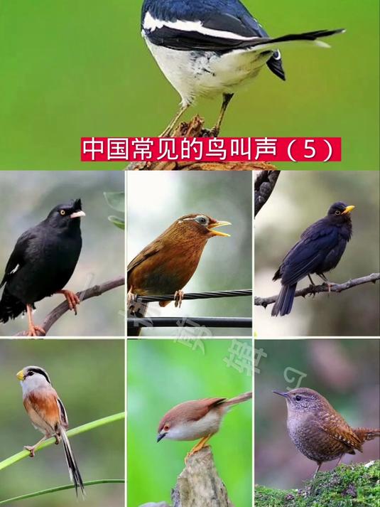 认鸟识声,第五期中国本土鸟类大全
