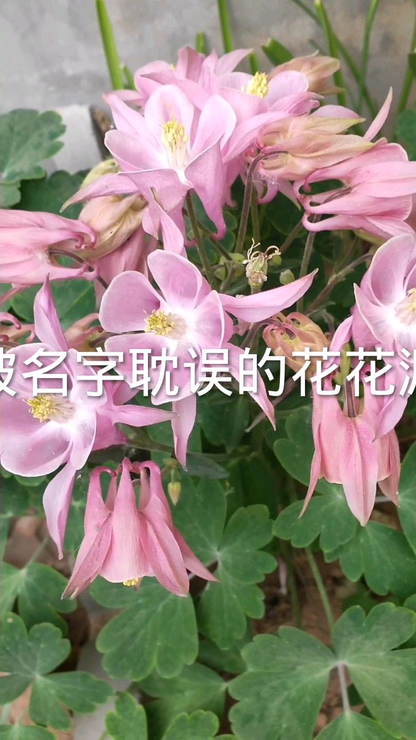 漏斗菜结种子了记着采收