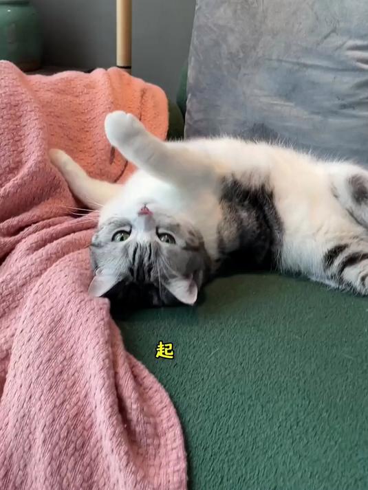 带泡芙住山里太舒服！摘柿子、吃火锅、喝可乐，这样的日子太完美