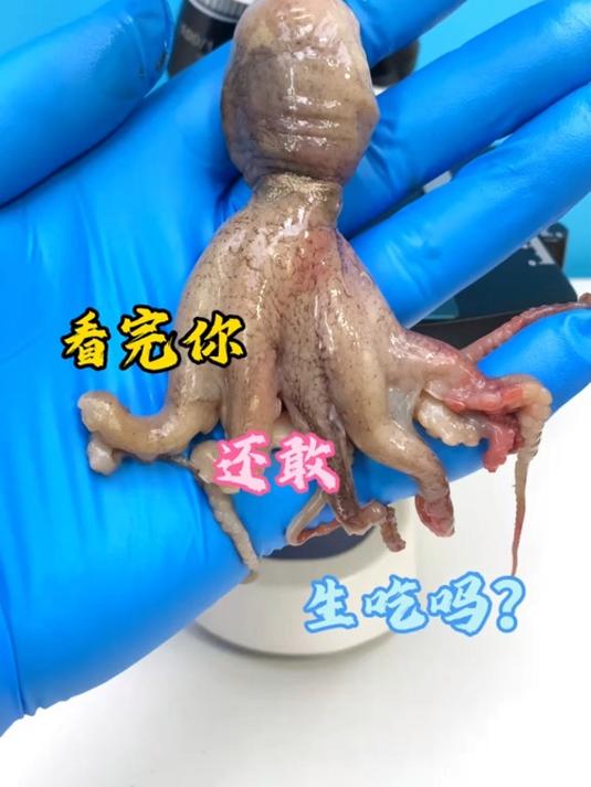 章鱼你喜欢生腌吗?