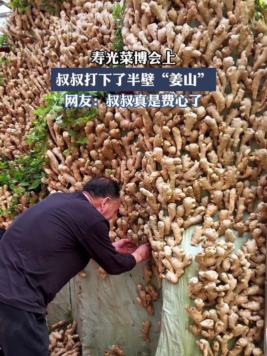 寿光菜博会上,叔叔打下了半壁“姜山”