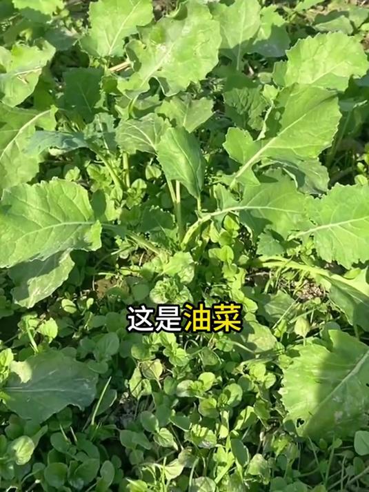 油菜田杂菜再多,你都不用再发愁了,可以全田喷施的除草剂找到了