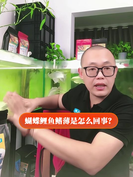 蝴蝶鲤鱼鳍薄是怎么回事?