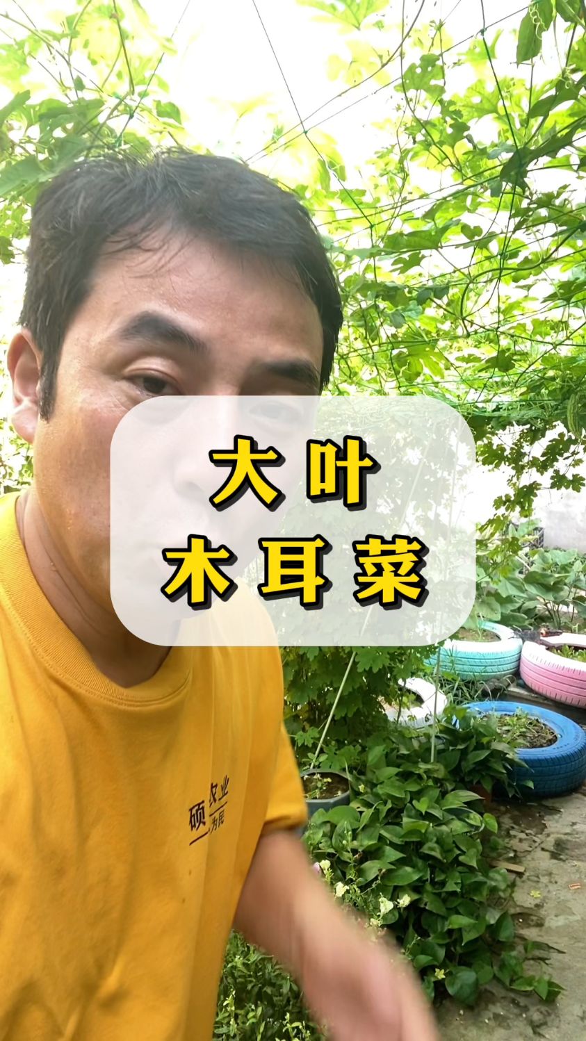 入伏了还适合种什么菜,肯定是这个大叶木耳菜