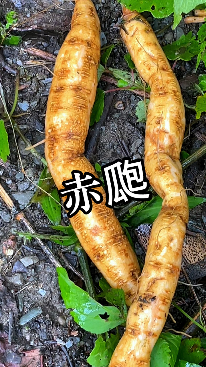 赤飑的果实还是根块,都有着很高的药用价值,在童年的时候也不知道它有这多的用途!