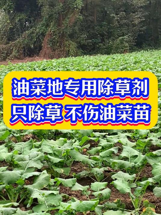 油菜地专用除草剂,只除草不伤油菜苗