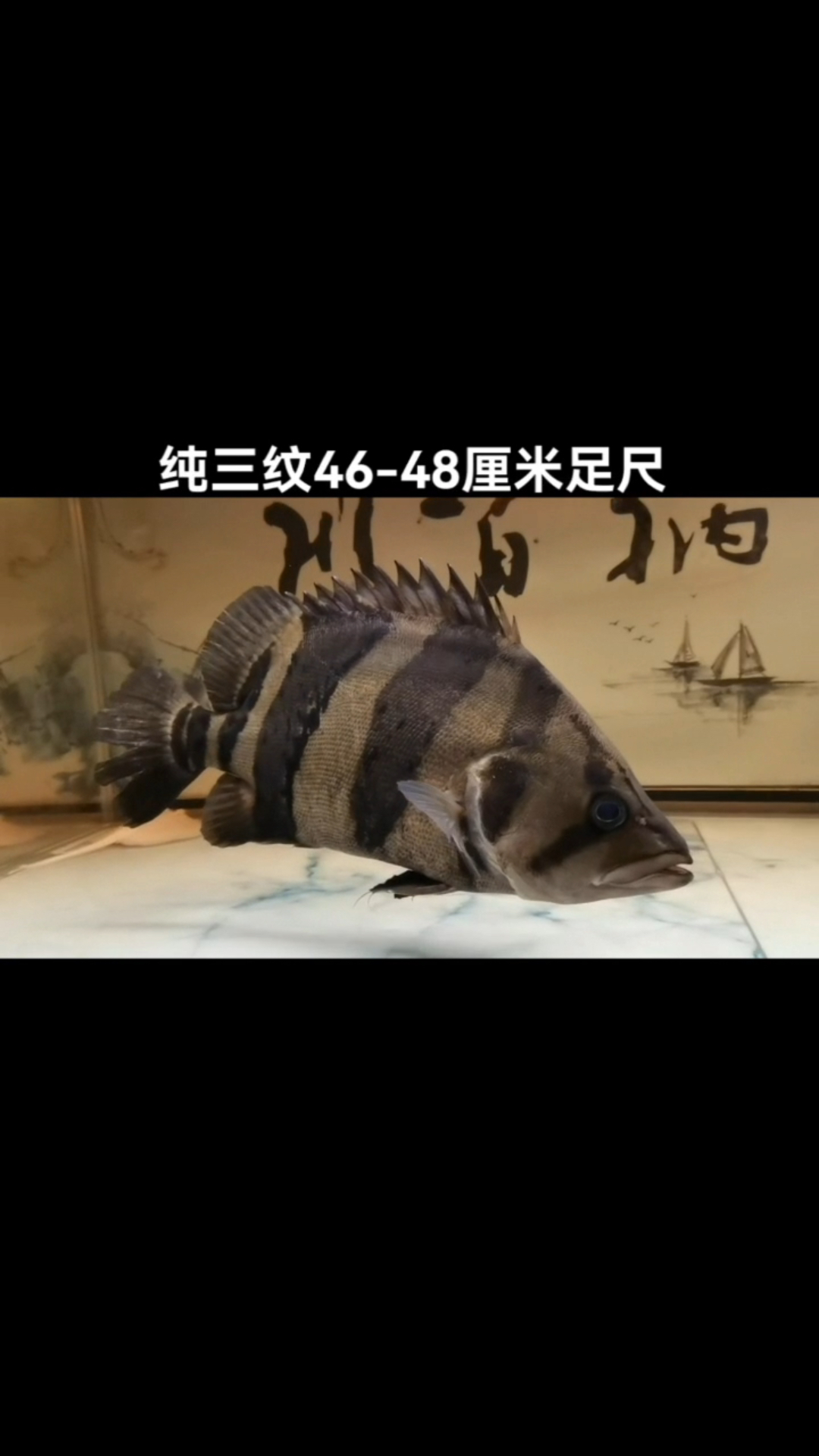 46-48厘米足尺三纹虎鱼!