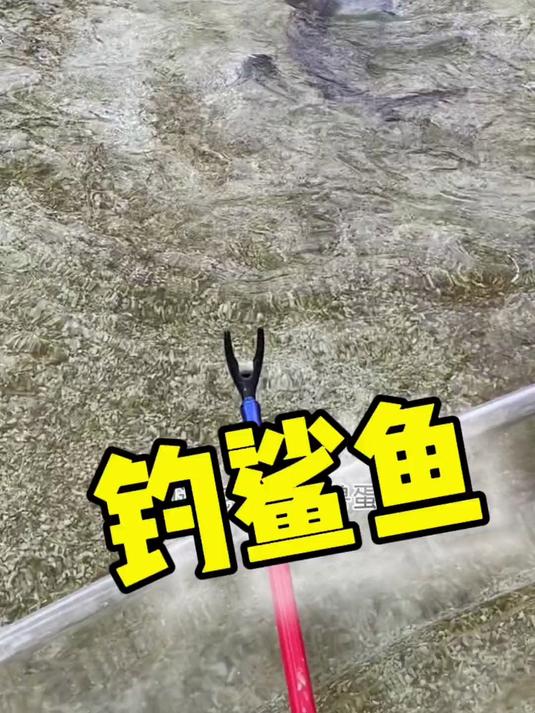 你们见过钓鲨鱼吗？鲨鱼 海洋生物 水族@天元邓刚