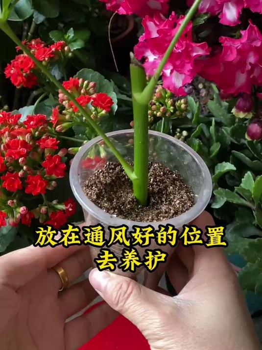 鸭掌木枝条的扦插方法,操作简单,生根快
