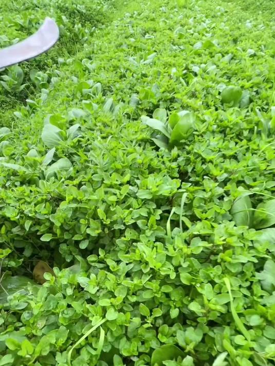 你知道这是什么植物吗?