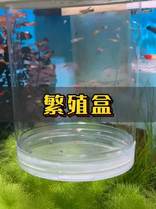 家里养鱼繁殖,隔离盒必不可少,能保母鱼产仔小鱼成活