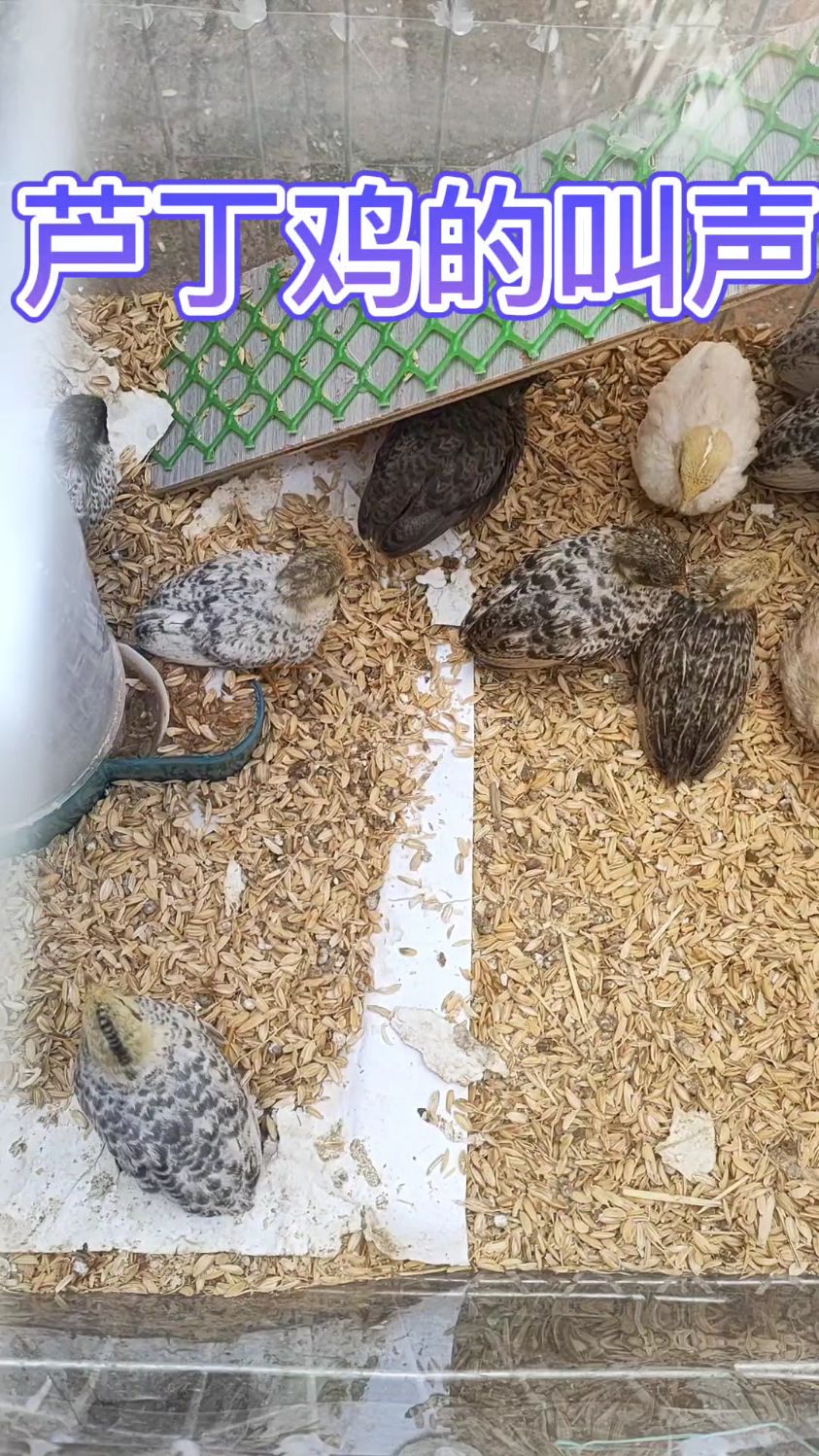 养芦丁鸡的第十八天!芦丁鸡的叫声还挺好听的!