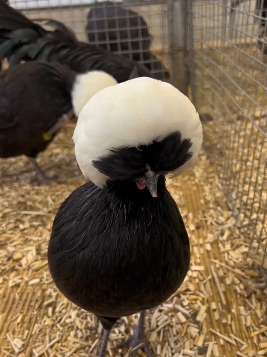 分享35种不同品种的鸡，你认识哪几种呢？