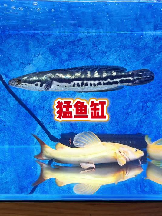 今天给猛鱼们上上强度!从帆布池搬到鱼缸里!#猛鱼##猛鱼缸##养鱼##养鱼日记##水族#