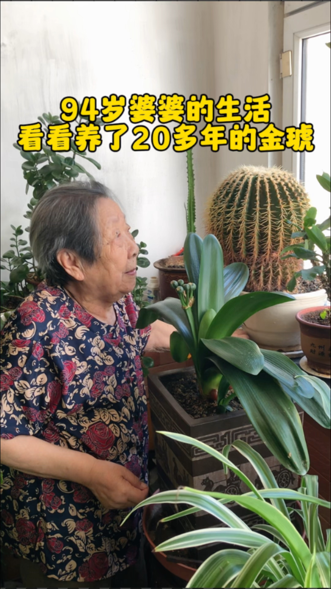 养了20多年不开花的金琥,婆婆也这么喜爱,一起看看
