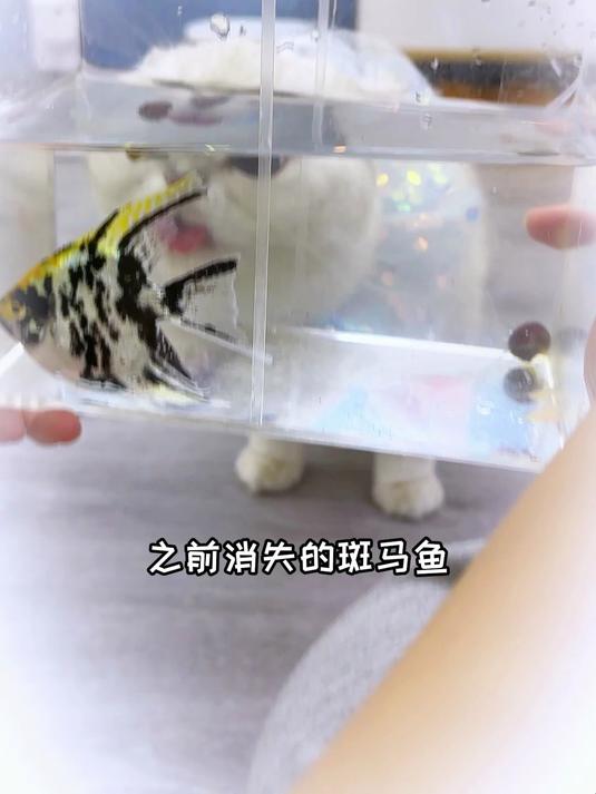金鱼气泡水