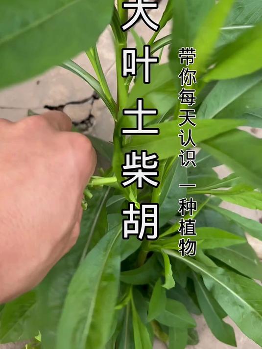 每天认识一种植物，带你成为百草通！大叶土柴的秘密揭晓！