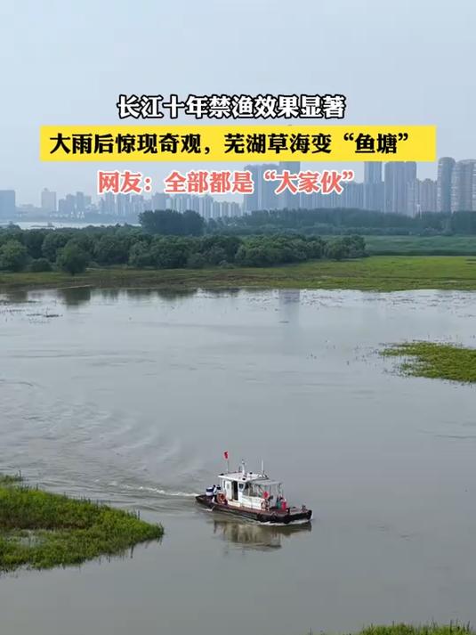 长江十年禁渔效果显著，大雨后惊现奇观，芜湖草海变“鱼塘”