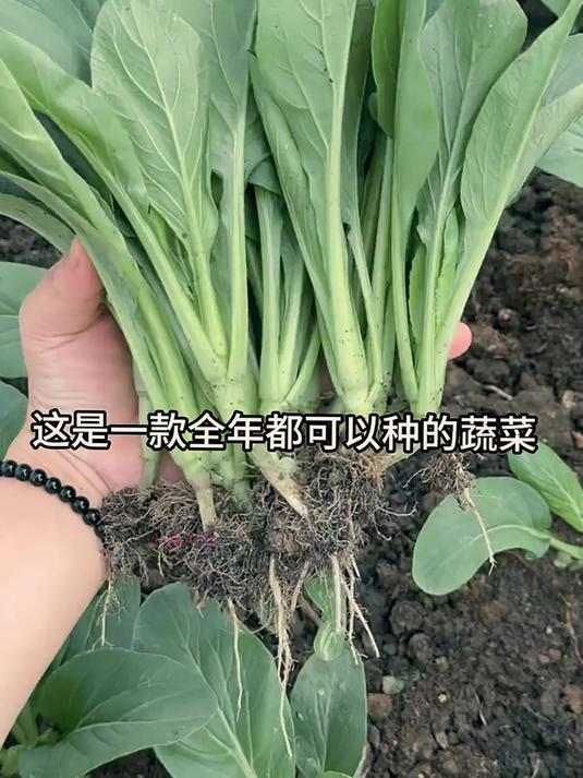 四季甜菜心:家庭种植新宠,简单好种又防虫!