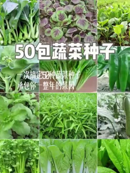 四季可种蔬菜种子 现在拍实发60种不同种子 都是独立包装快种起来