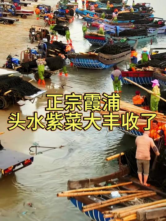每期一个家乡风物霞浦的头水紫菜被称为人间第一香