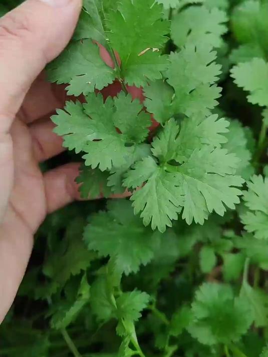 为什么很多人不喜欢吃香菜？#植物科普#