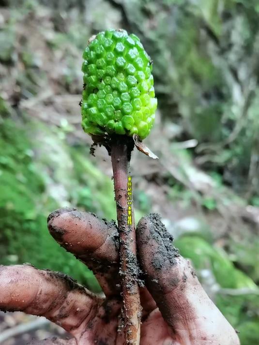 带你认识50种中草药，看看你认识几种？