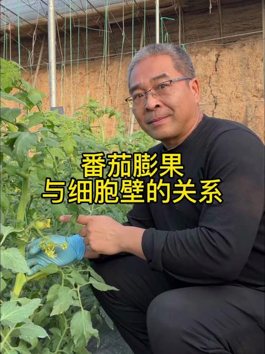 创作灵感 番茄膨果与细胞壁的关系