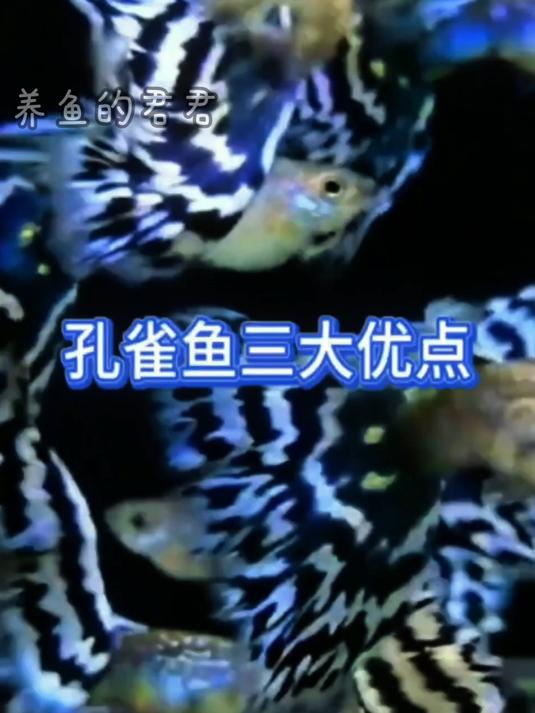 孔雀鱼三大优点,快养孔雀鱼吧!