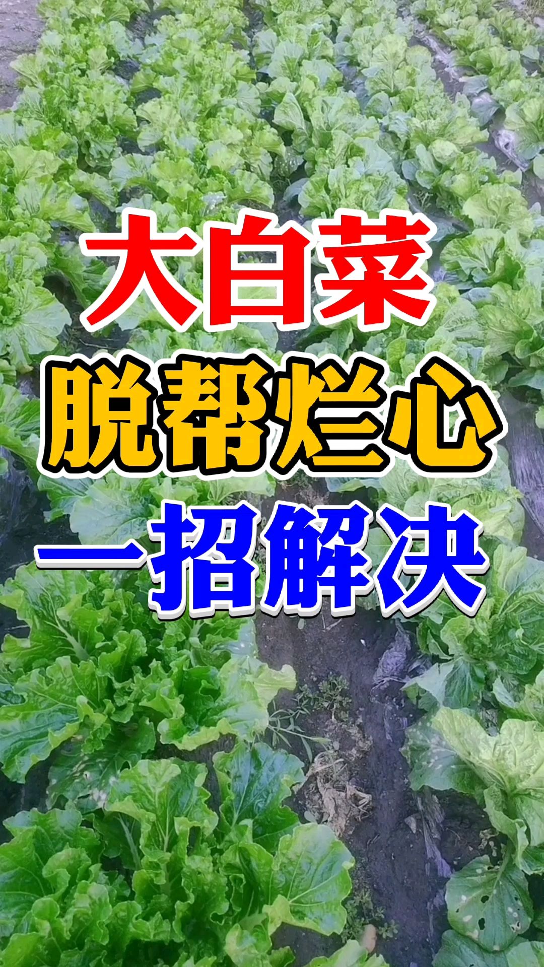 大白菜脱帮烂心干烧心怎么办?用什么药效果好?