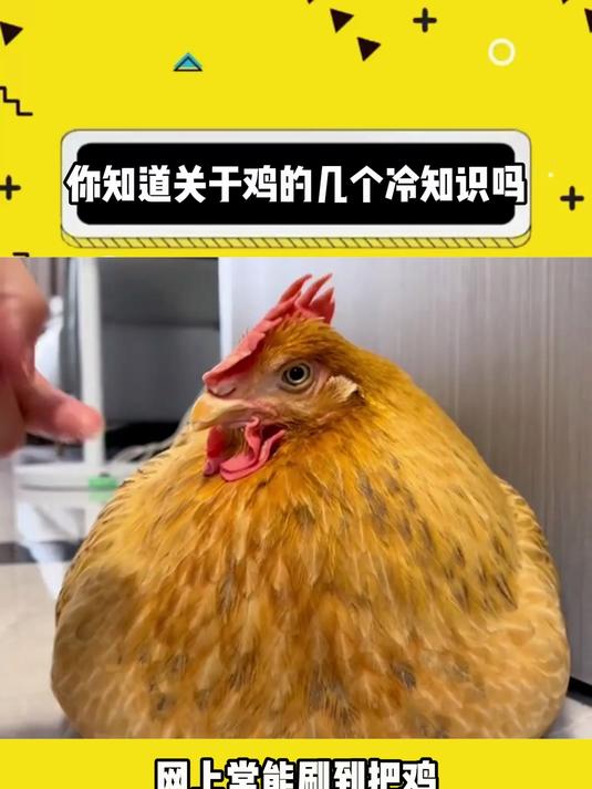 你知道关于鸡的几个冷知识吗？