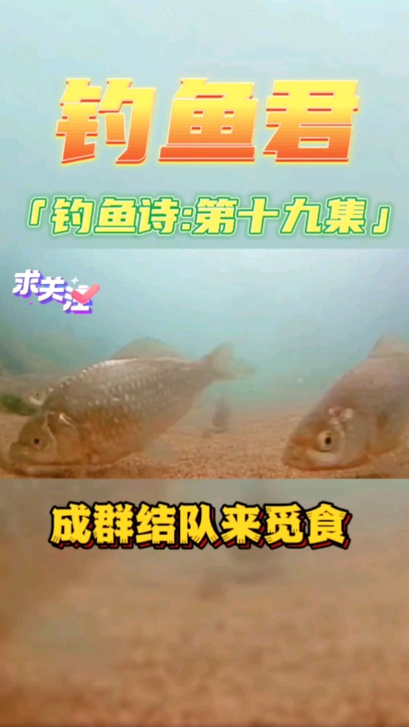 钓鱼君钓鱼诗第十九集:钓鲫鱼,祝各位钓友天天爆护,钓鱼口诀,钓鱼段子。