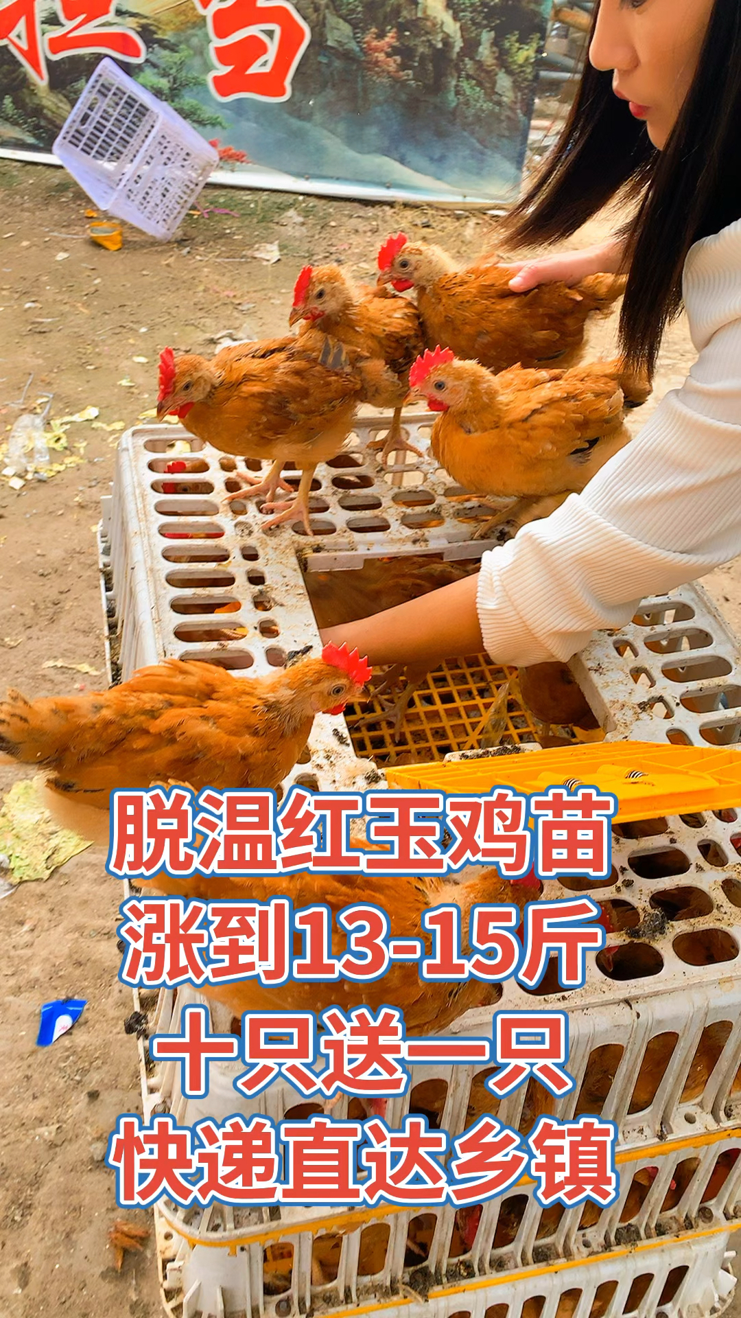 红玉鸡苗,成年长到13-15斤