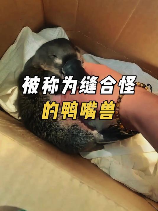 为什么鸭嘴兽像缝合怪?