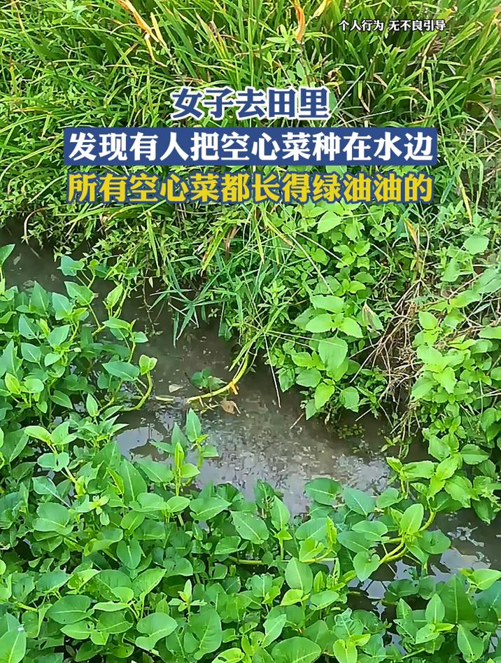 女子发现有人把空心菜种在水边，所有空心菜都长得绿油油的