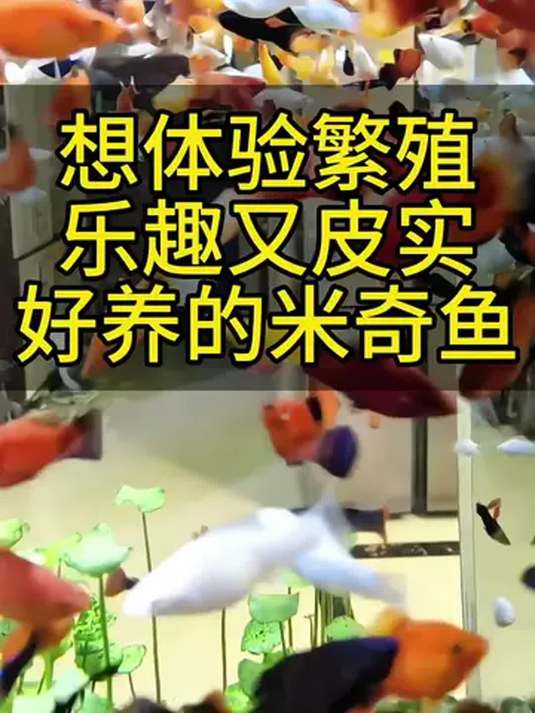 想养鱼找乐趣?皮实不挑食的米奇鱼,必选它!