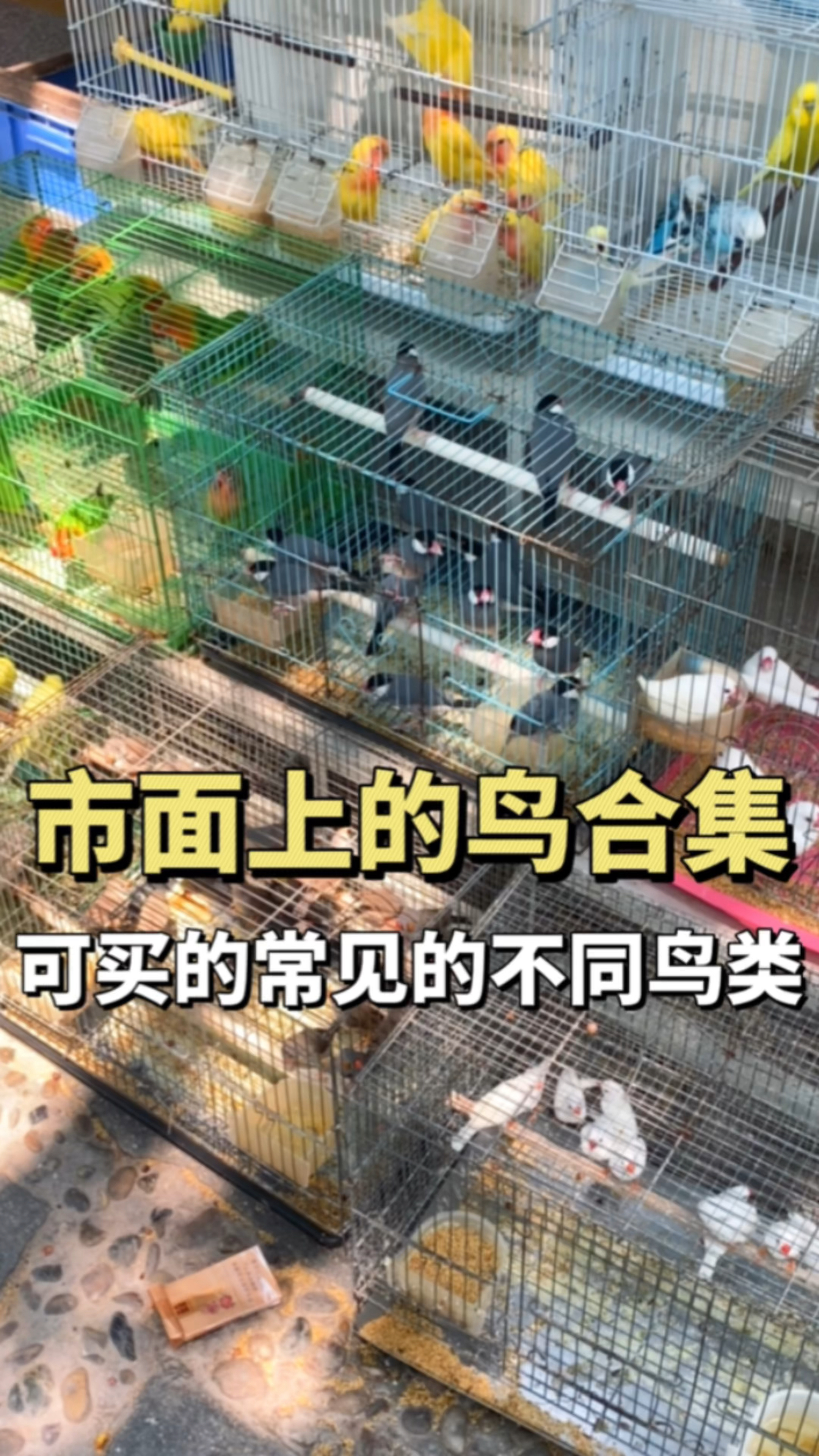 市面上常见的鸟合集,好久没有逛花鸟市场了