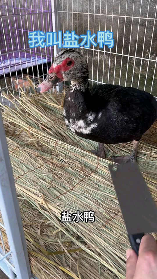 我养的盐水鸭是很可爱的小鸭子,你怎么可以吃它的??