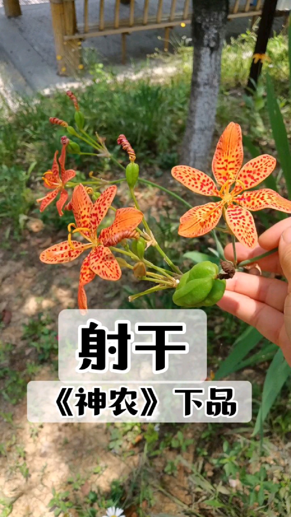 中药射干:《金匮要略》中射干麻黄汤,为神农本草之下品