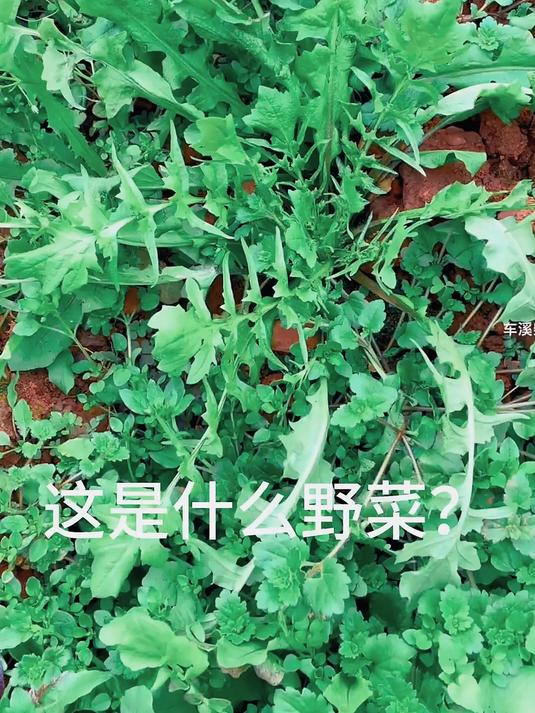 认识20种常见的野菜