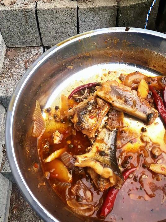 荒岛挑战门板鱼,都是说青尾鱼难吃,想不到养的鸡很爱吃