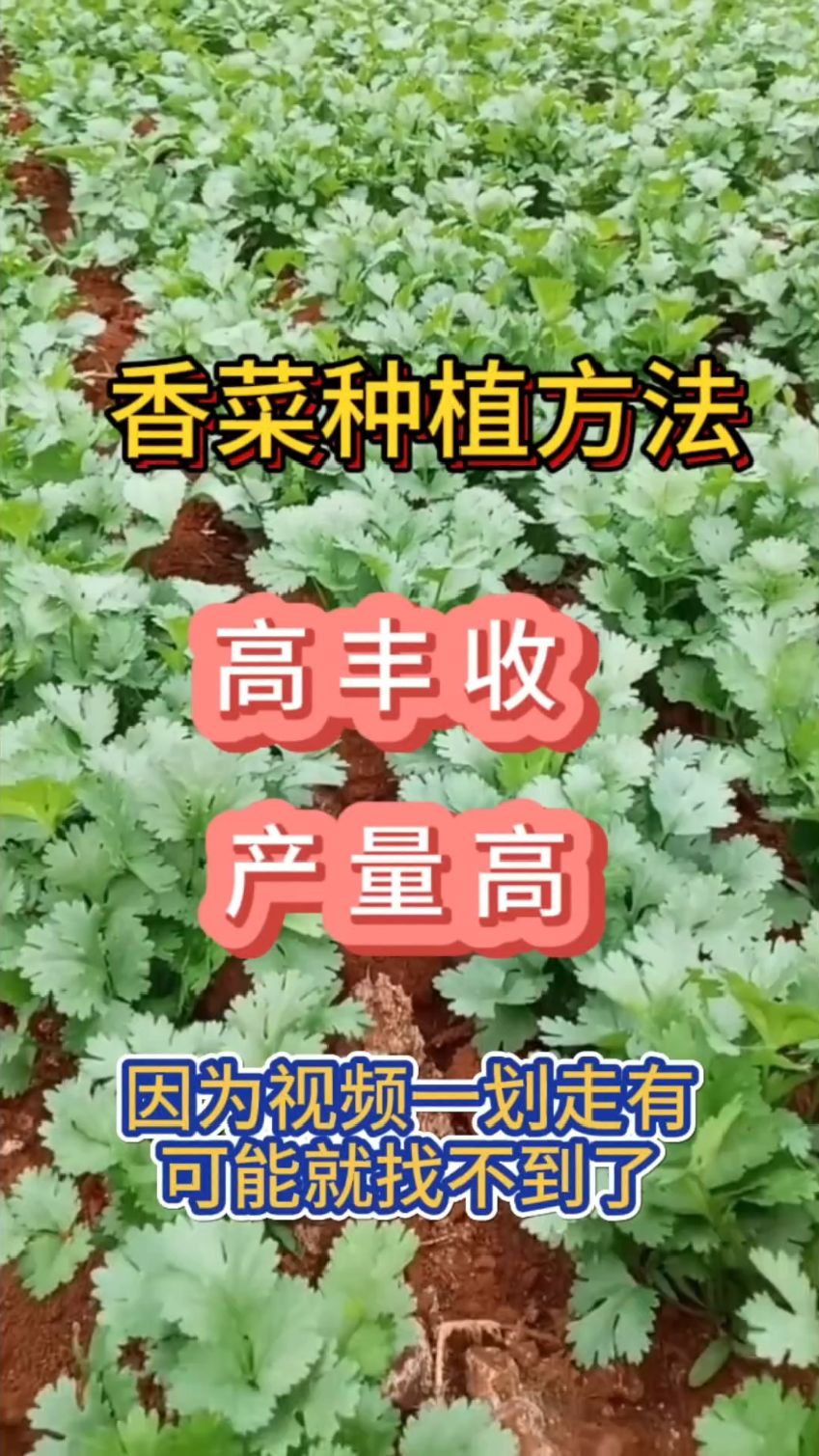 香菜种植方法