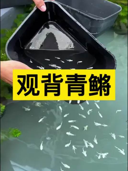 养观背青鳉不难!小型冷水鱼这样养才对