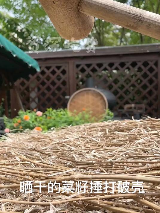 做个无添加纯天然的菜籽油