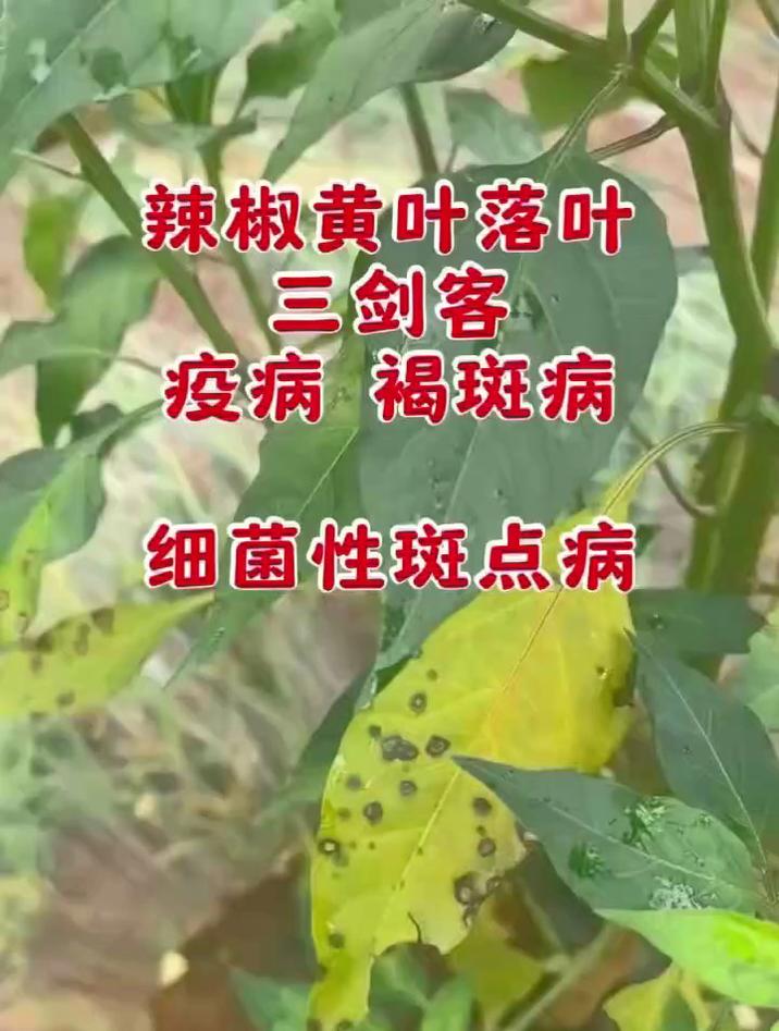 辣椒黄叶落叶三剑客辣椒疫病褐斑病细菌性斑点病 辣椒病害防治