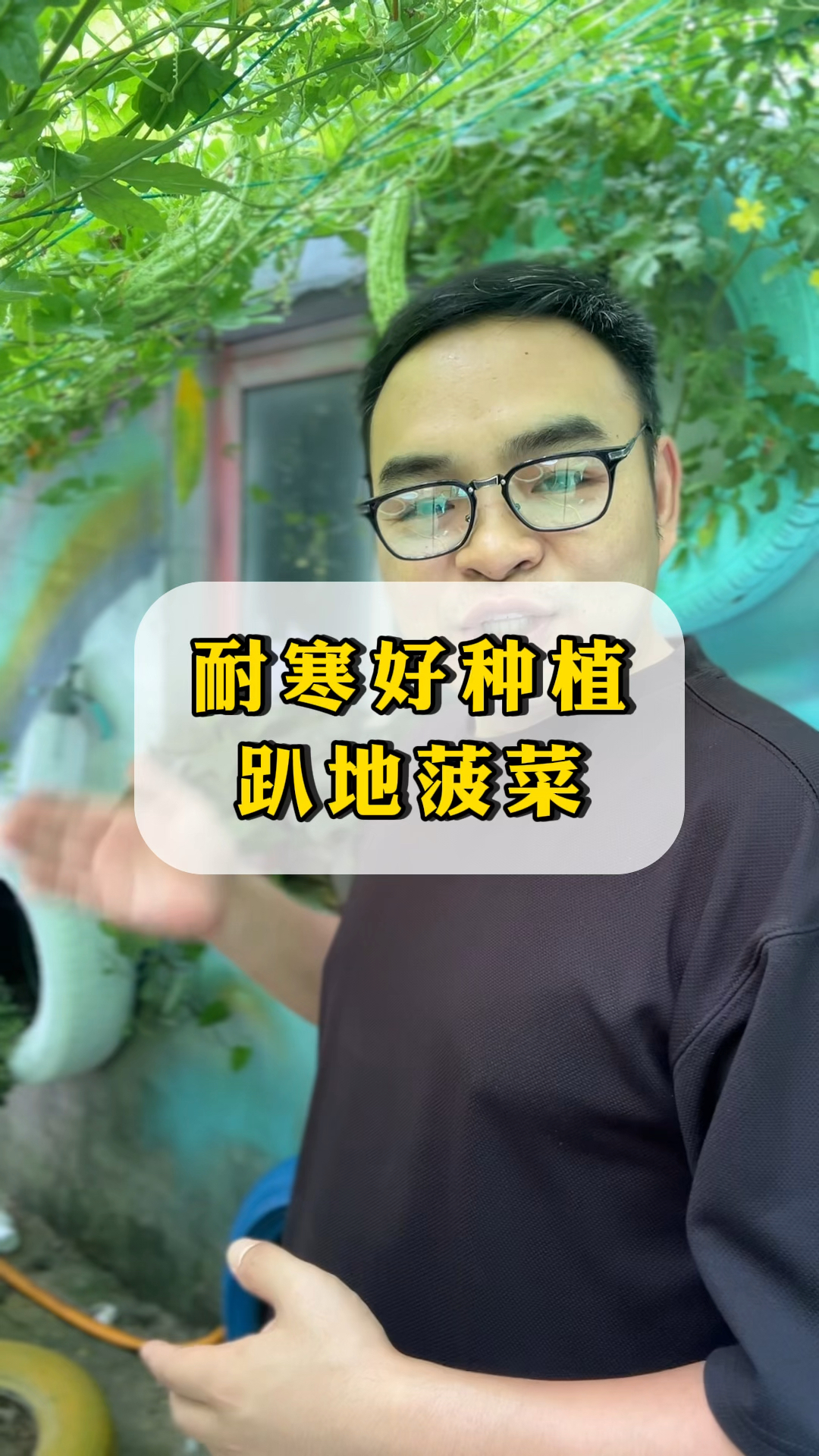 耐寒抗冻趴地菠菜好种植适应性强南北方都能种