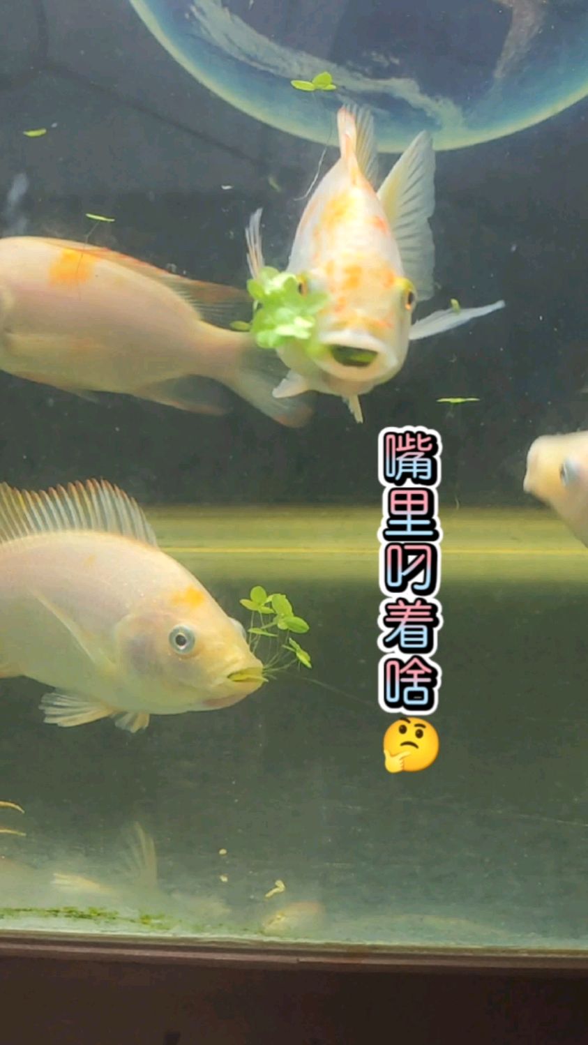 浮萍喂鱼缸里的红罗非鱼苗,罗老大嘴巴脱臼可否恢复正常?本期视频给你解答