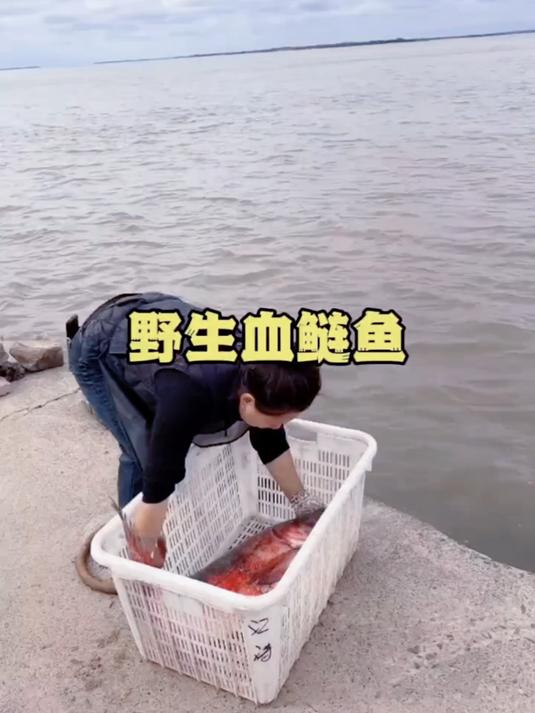野生血鲢鱼