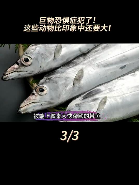 平时吃的带鱼,在海洋里大得可以称王称霸!到底有多大?